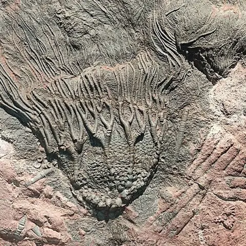 Crinoide - Matrix plaat - 32×36×3 cm
