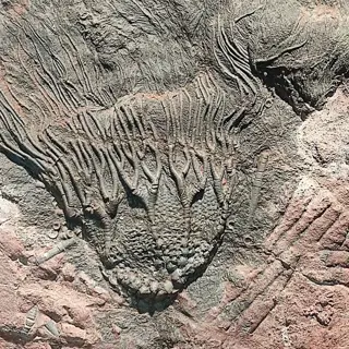Crinoide - Matrix plaat - 32×36×3 cm