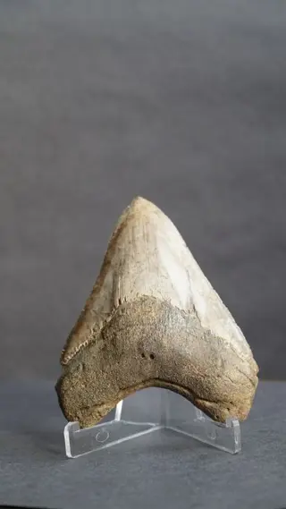 Megalodon - Tand - 2.5×9×11.5 cm