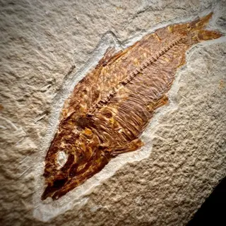 Prachtige prehistorische grote zoetwater clupeomorfe vissen