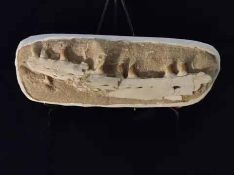 Mosasaurus - Maxilla - Prognathodon Sp. - 8×14×37 cm