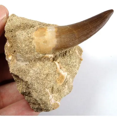 Plesiosaurus - Tanden in matrix 54 mm - Zafarasaura oceanis