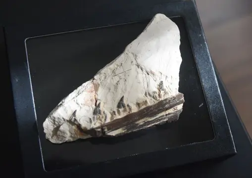 Mosasaurus - Op originele matrix - 5.3" Tethysaurus jaw