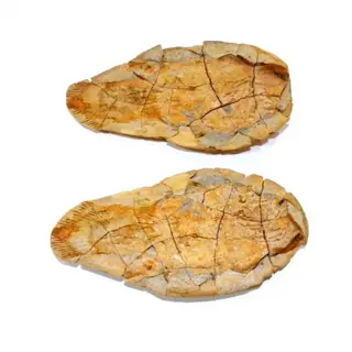 Vis - knobbeltje - Piveteauia madagascariensis - 18×10×4 cm