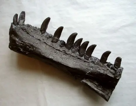 Allosaurus - Gedeeltelijke dentary - REPLICA - Allosaurus