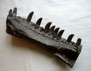 Allosaurus - Gedeeltelijke dentary - REPLICA - Allosaurus