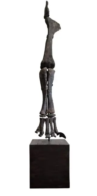 Dinosaurus - Sauropode been - Camarasaurus lentus -