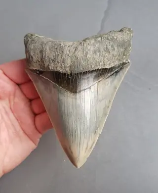 Megalodon - *light blue* - Tand - 132×98×34 mm