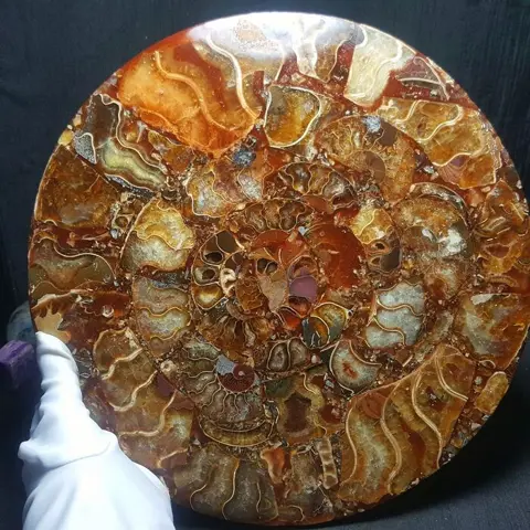 Prachtig exemplaar van een fossiele ammonietschijf -