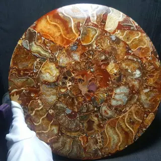 Prachtig exemplaar van een fossiele ammonietschijf -