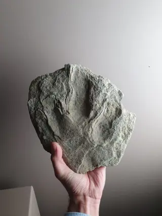 Dinosaurus - voetafdruk