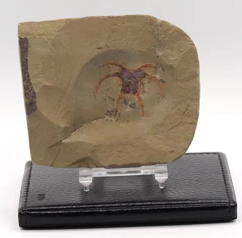 Zeldzaam marellomorf fossiel van de beste kwaliteit - -