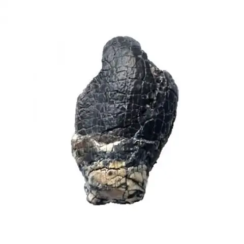 Dinosaurus - Tand - Jobaria tiguidensis - 3.2×2×1 cm