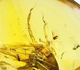 Amber met schorpioen uit de dinosaurusperiode