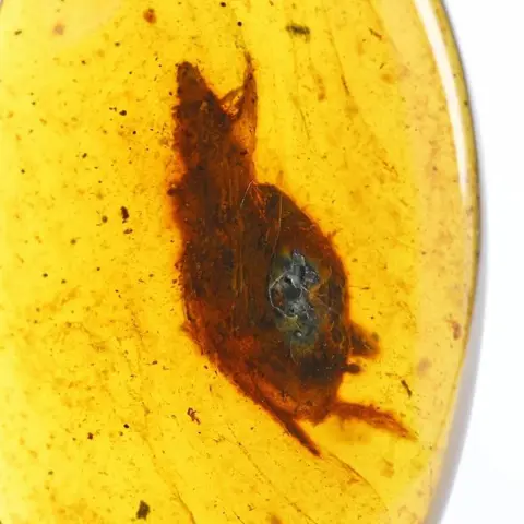 Barnsteen met grote slak - 11,5 mm. uit de dinosaurusperiode