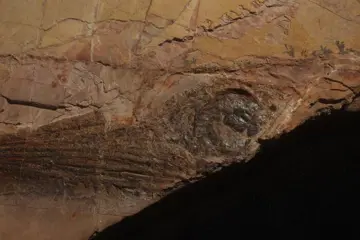 Zeereptiel - Bot - Mixosaurus - 26.7×18.1×1.7 cm