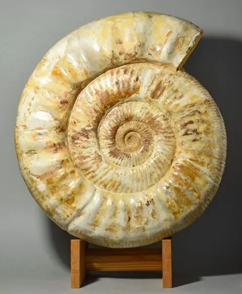 Schitterende ammoniet van 36,5 cm - Prososphinctes sp.