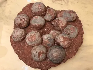 Eiernest van dinosaurussen - Hadrosaurus or Therizinosaurus