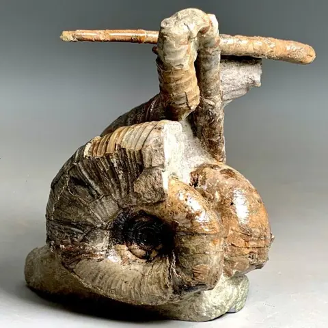 Japan Heteromorph Ammoniet vereniging - Compleet -