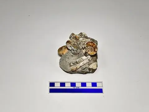 Massale sterfte - Worthoceras sp. Polypthychoceras sp.