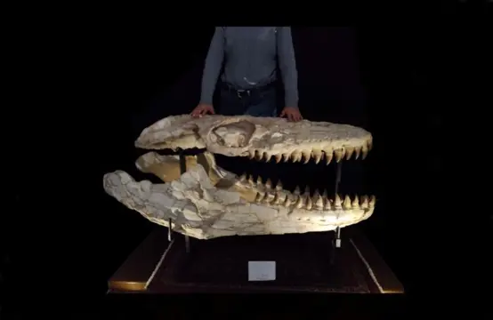 Mosasaurus - Ongelooflijk enorme massieve schedel -