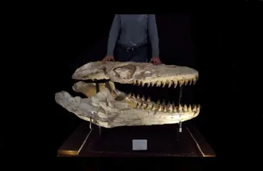 Mosasaurus - Ongelooflijk enorme massieve schedel -