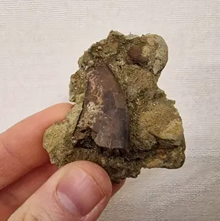 Theropoda - T-rex tand - Tyrannosaurus rex - 3.2×1.9×1 cm