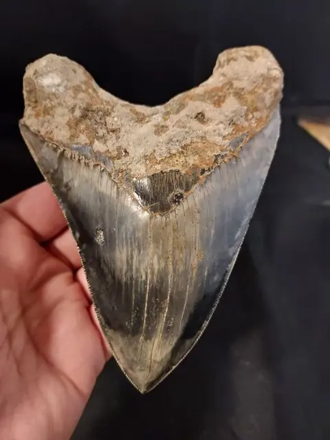 Megalodon - Tand - beautiful dark coloration HUGE tooth -