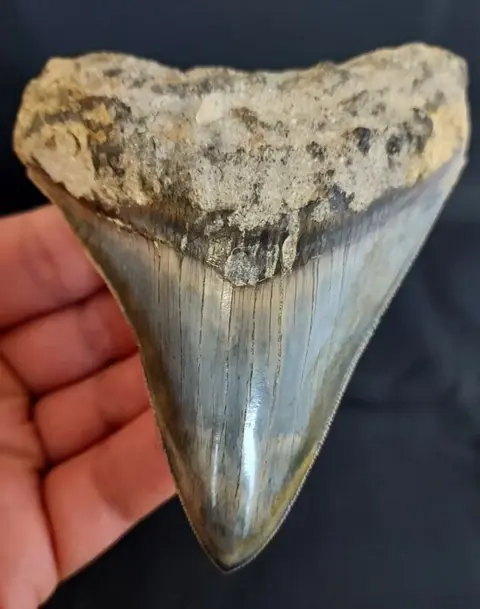 Megalodon - Tand - nice enamel - 11×9×2.1 cm