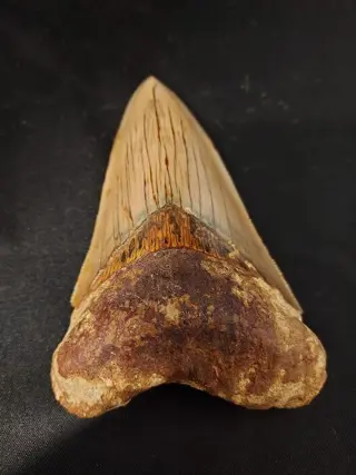 Megalodon - Tand - *lower jaw &amp; thick root* 11,6cm