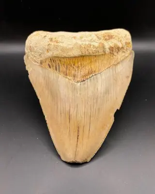 Megalodon - Tand - 11.9×8.5×11.9 cm