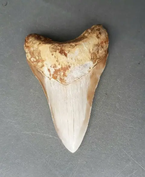 *white&amp;brown* Megalodon - Tand - 120×80×27 mm
