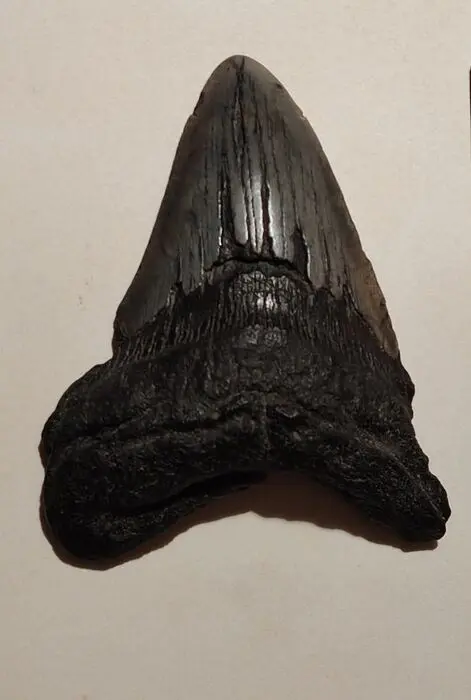 Megalodon - Tand - 7×9×9 cm