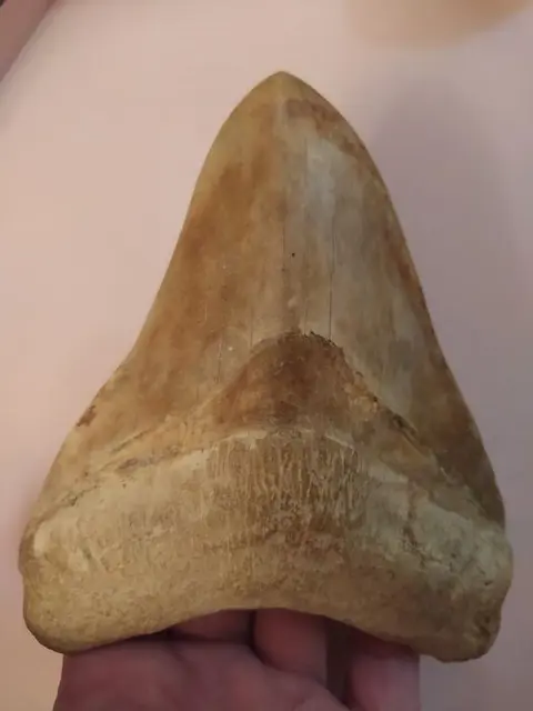 Megalodon - Tand - Carcharocles megalodon 14.2cm (5,6