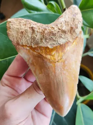 Megalodon - Tand - 133×86×29 mm