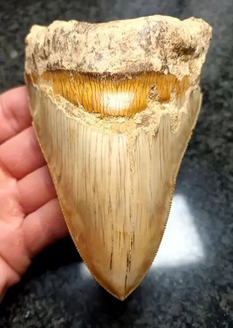 Megalodon - Tand - 127×88×29 mm