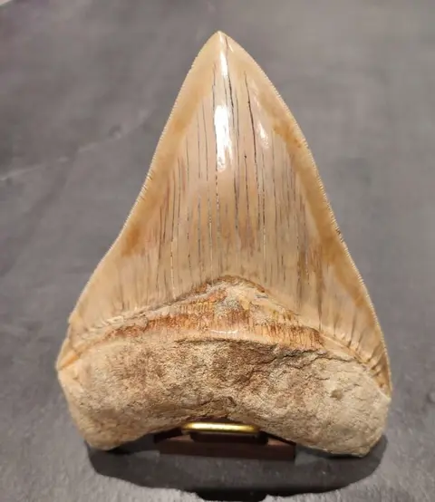 Megalodon - Tand - *BIG LARGE* - 2.9×11.7×14.8 cm