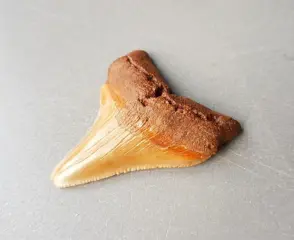 Chubutensis - Tand - Ancestor megalodon - 58×44×13 mm