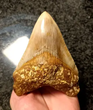 Megalodon - Tand - *Xtreme colors* - 123×92×28 mm