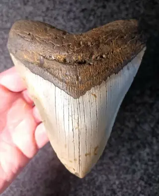 Megalodon - Tand - * X-WIDE * *STUNNING* - 141×112×29 mm