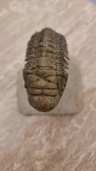 Trilobiet - Op matrix - Crotalecephalus Gibbus -