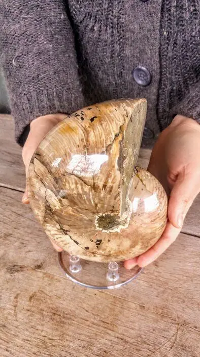 Nautiloidea - extra groot 3,2 kg. - Nautilus sp. - 17×14×12