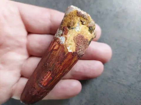 Dikke tand van spinosaurus Spinosaurus aegyptiacus 90 mm -