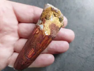 Dikke tand van spinosaurus Spinosaurus aegyptiacus 90 mm -