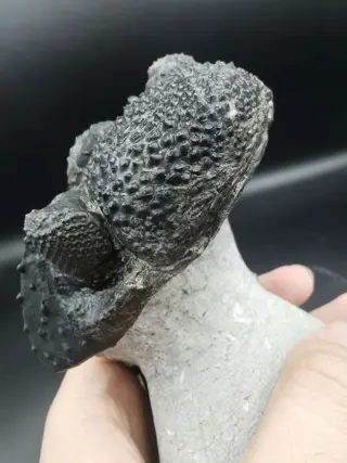 Trilobiet - Op matrix - BIG Trilobite Drotops megalumanicus