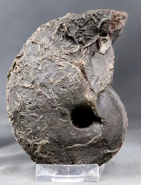 Nautiloïd met volle schelp en serpuliden - Mooie donkere