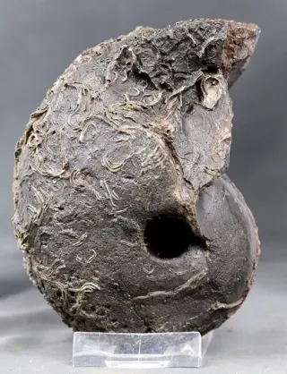 Nautiloïd met volle schelp en serpuliden - Mooie donkere