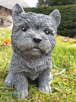 Beeld van een hond , puppy , hond