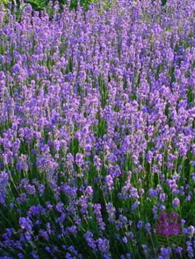 Blauwe Lavendel plantjes kopen