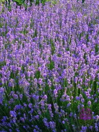 Blauwe Lavendel plantjes kopen